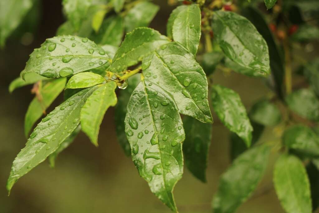 Sivun Rhamnus prinoides L'Her. kuva