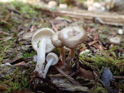 Plancia ëd Clitocybula abundans (Peck) Singer 1962