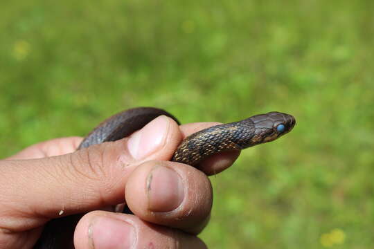 Image of Thamnophis lineri Rossman & Burbrink 2005