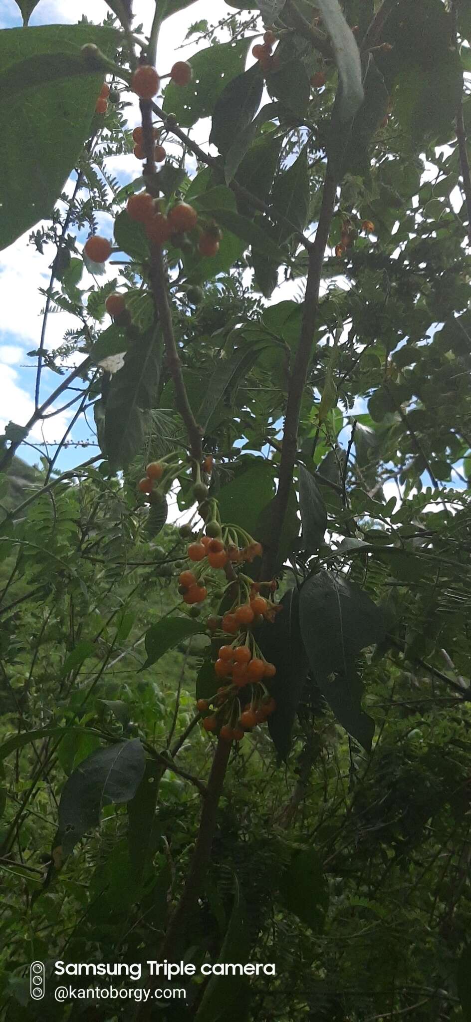 Sivun Acnistus arborescens (L.) Schltdl. kuva