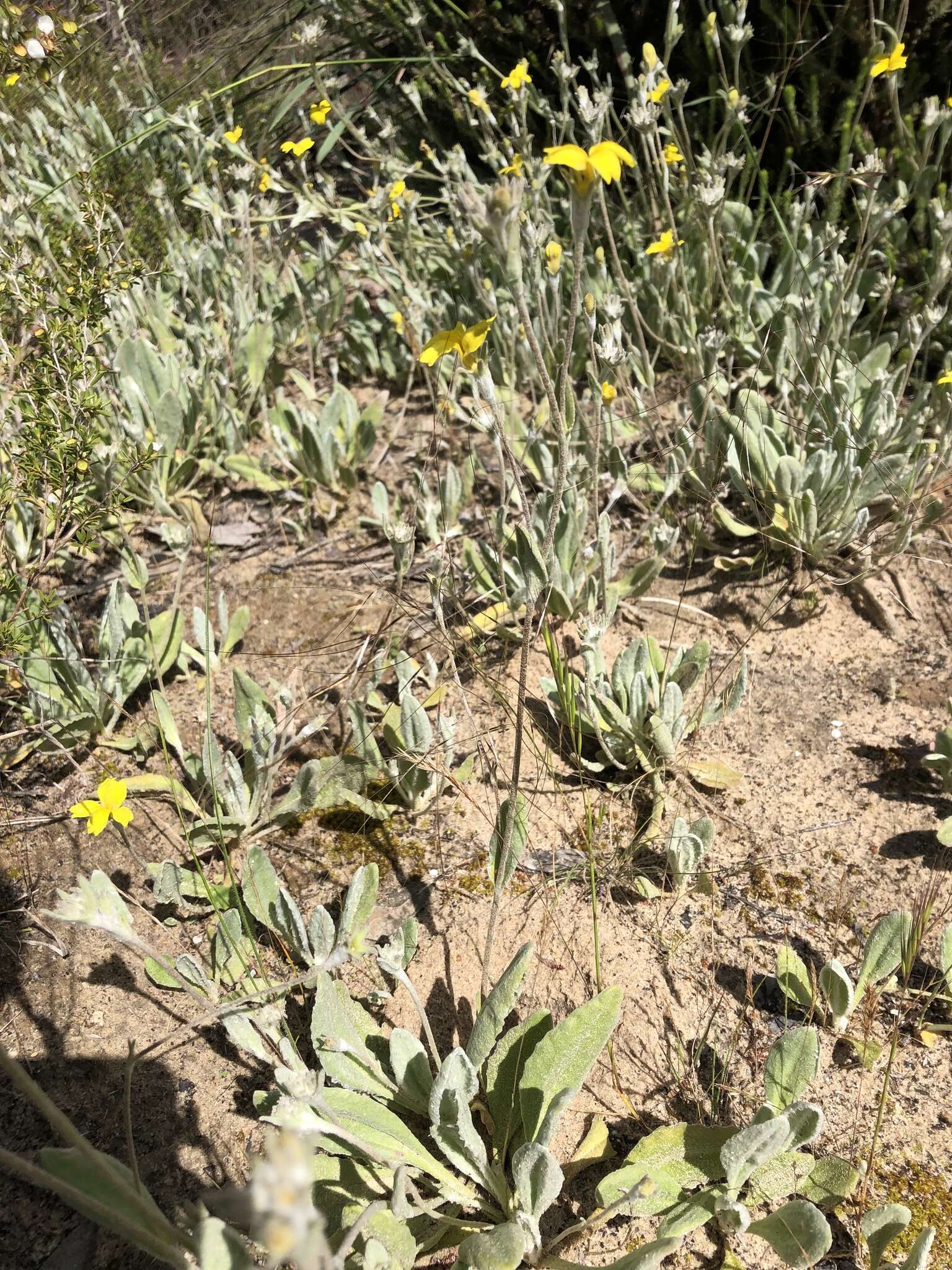 Image of Goodenia robusta (Benth.) K. Krause