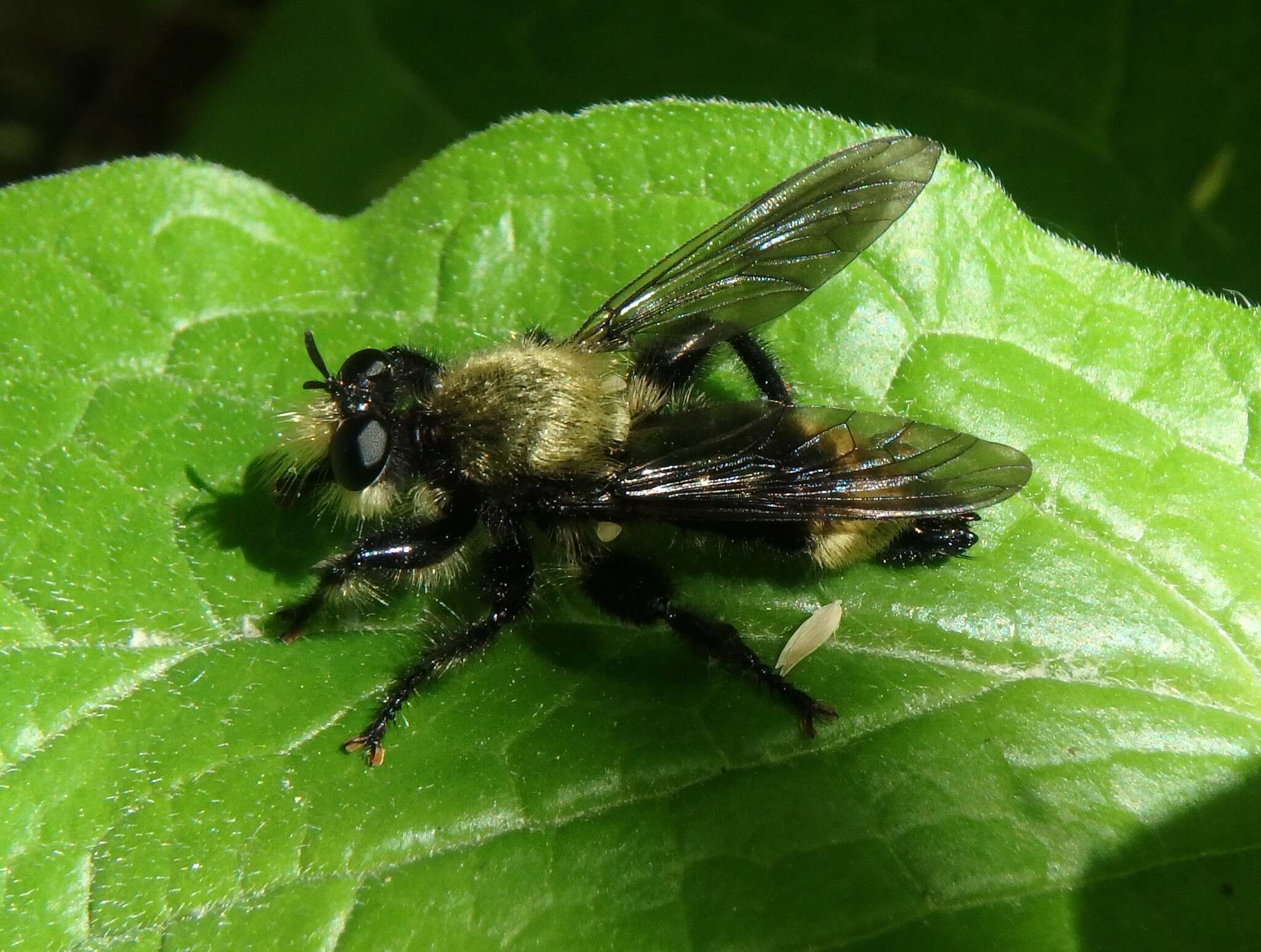 Image of Laphria divisor (Banks 1917)