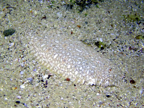 Image of Southern peacock sole