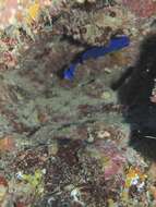 Image of Blue-backed Angelfish