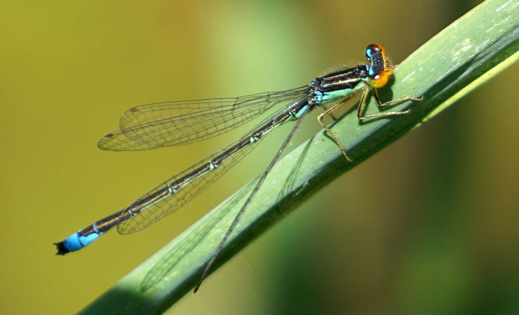 Image of Enallagma antennatum (Say 1840)