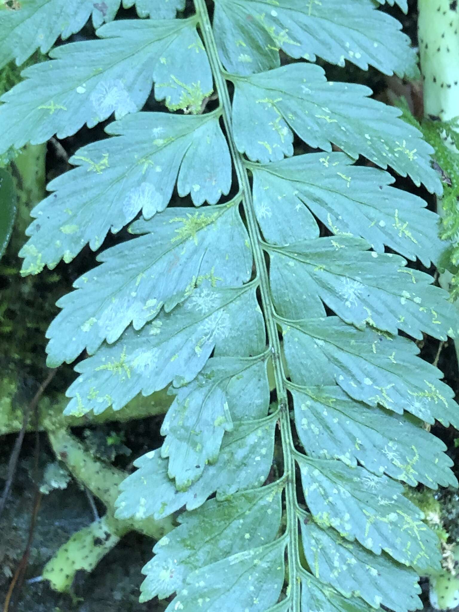 Image of Asplenium cuneatiforme Christ