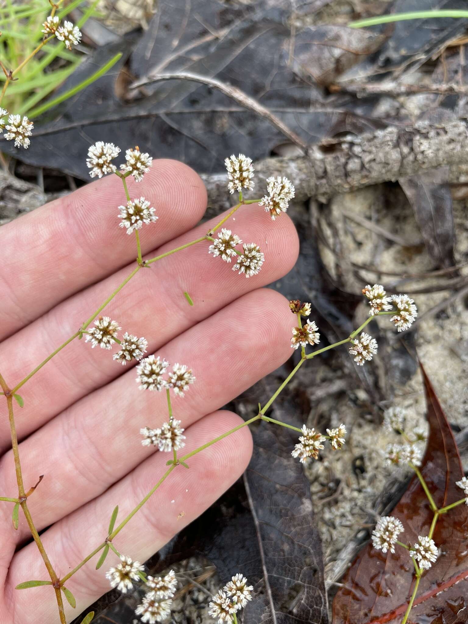 Image of pineland nailwort