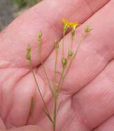 Image de Linum trigynum L.