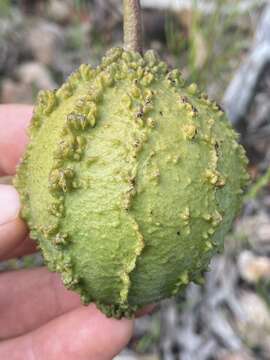 Image of Capparis canescens Banks ex DC.