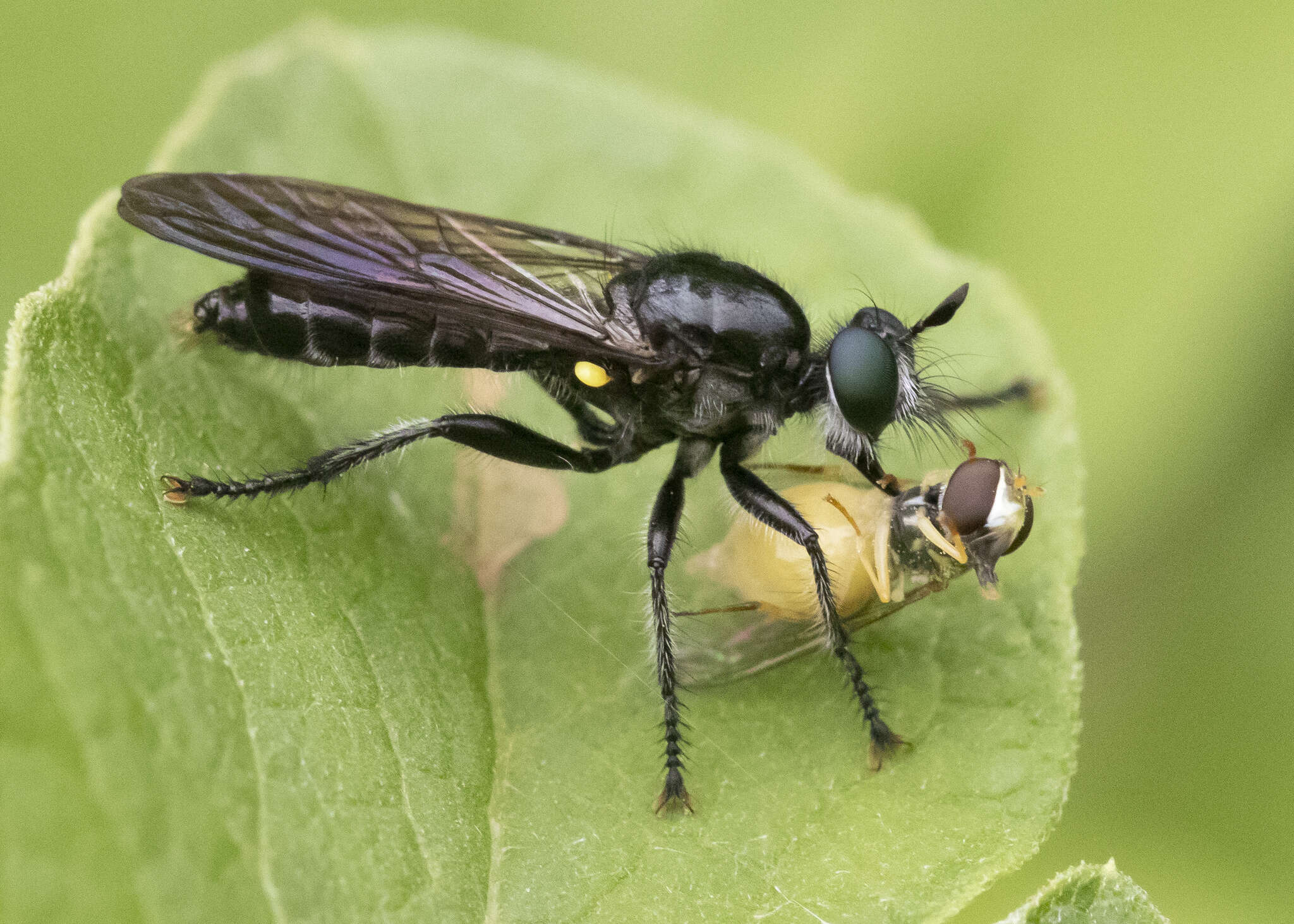 Image of Laphria canis Williston 1883