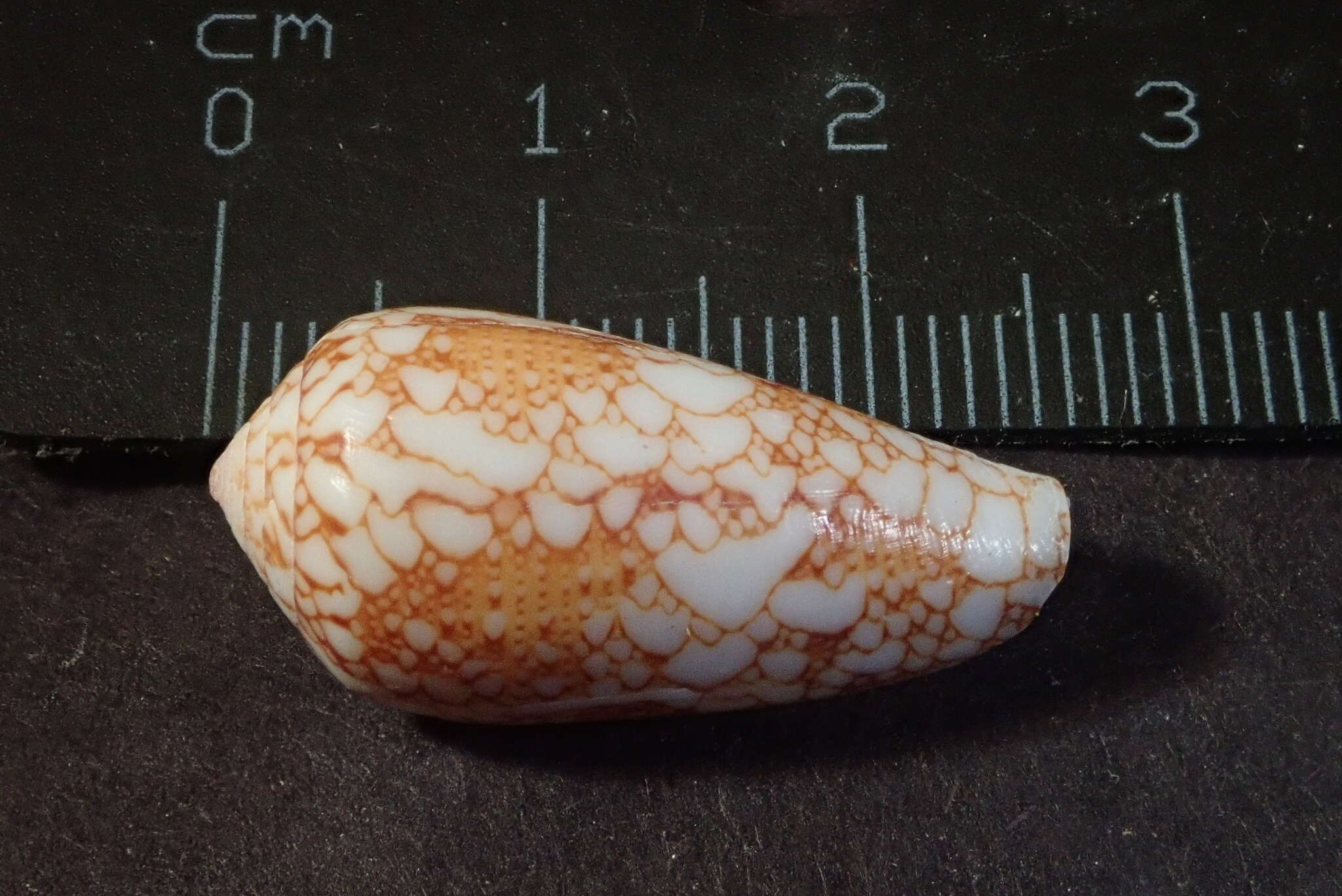 صورة Conus omaria Hwass ex Bruguière 1792