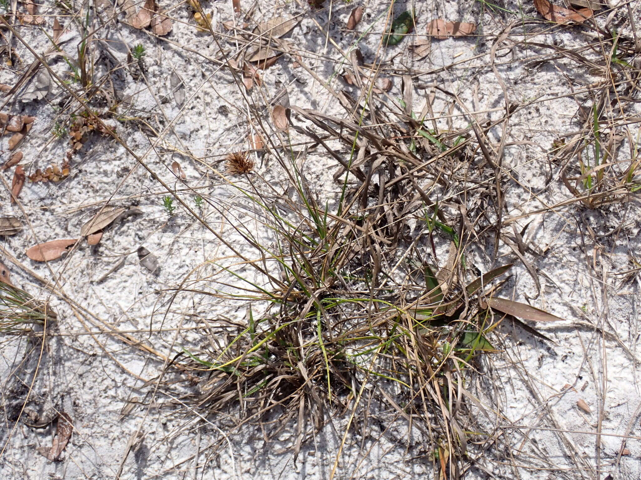 Image of Manatee Beak Sedge