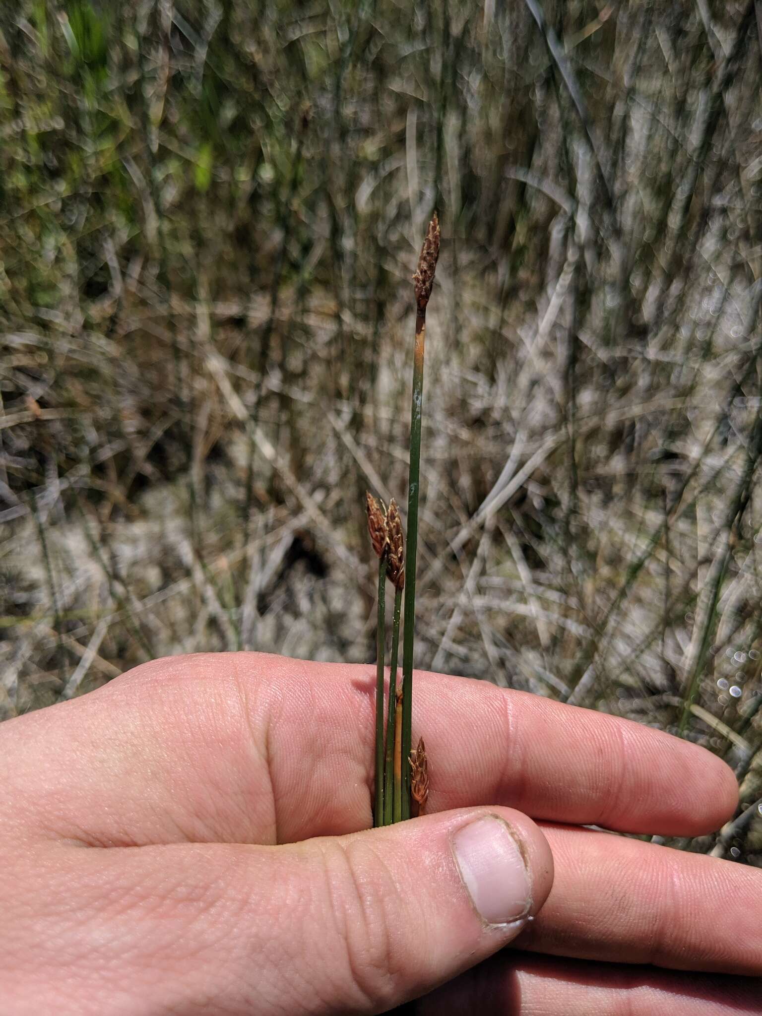 Imagem de Eleocharis quinqueflora (Hartmann) O. Schwarz