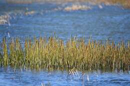 Image of California Cord Grass