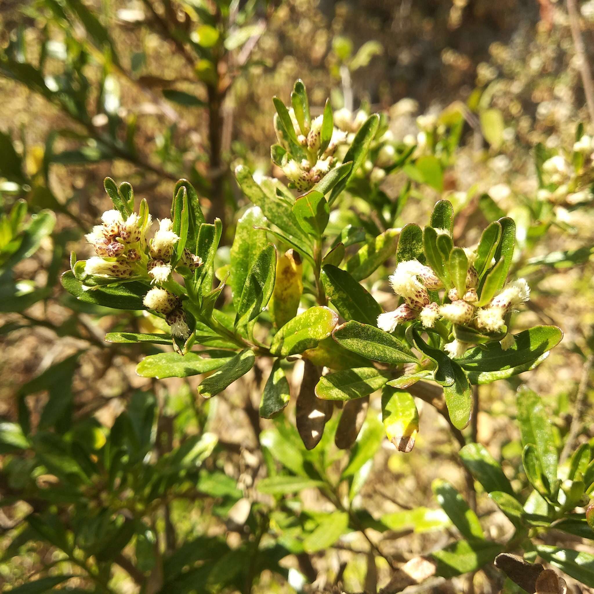 Image of Baccharis heterophylla Kunth