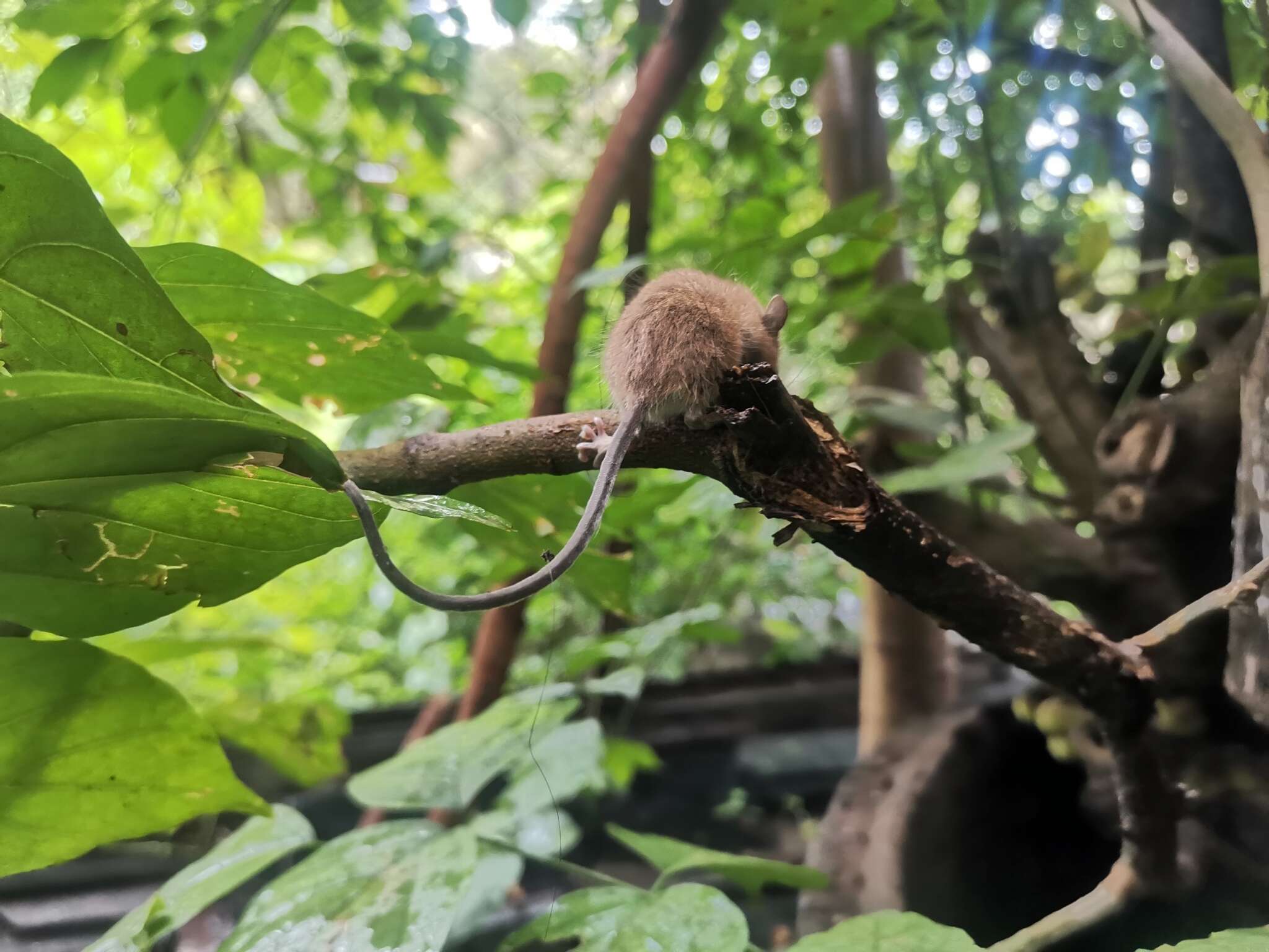 Image of Asiatic Long-tailed Climbing Mouse