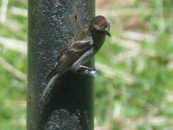 Image of Lesser Redpoll