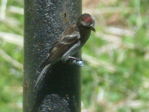 Image of Lesser Redpoll