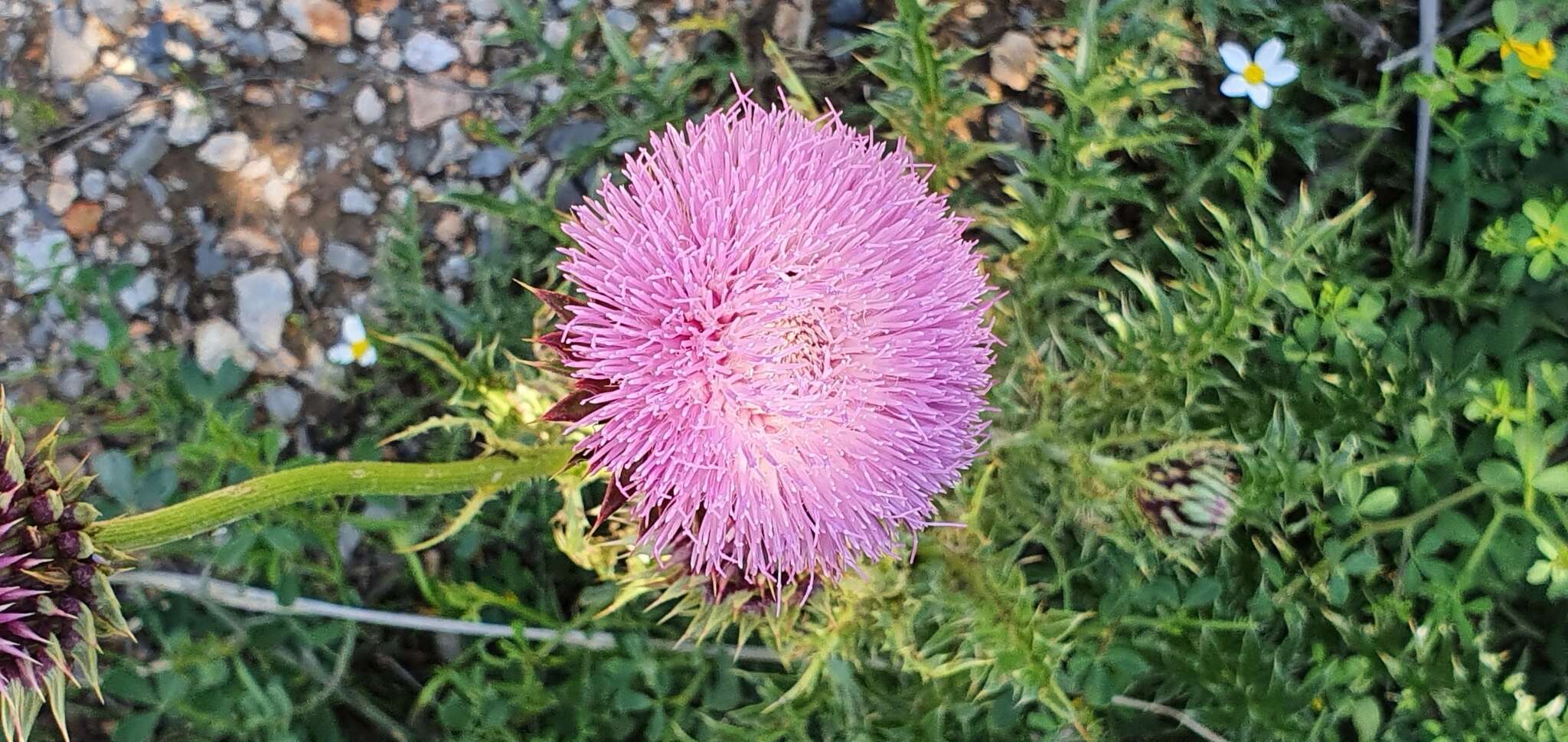 Plancia ëd Carduus macrocephalus Desf.