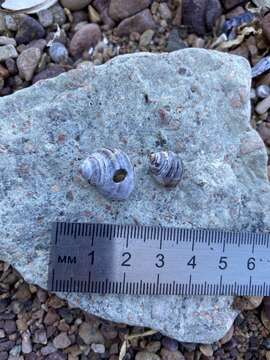 Image of Littorina squalida Broderip & G. B. Sowerby I 1829