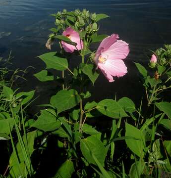 Image of crimsoneyed rosemallow