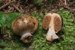 Image of Cortinarius pinguis (Zeller) Peintner & M. M. Moser 2002