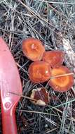 Image of Marasmius elegans (Cleland) Grgur. 1997