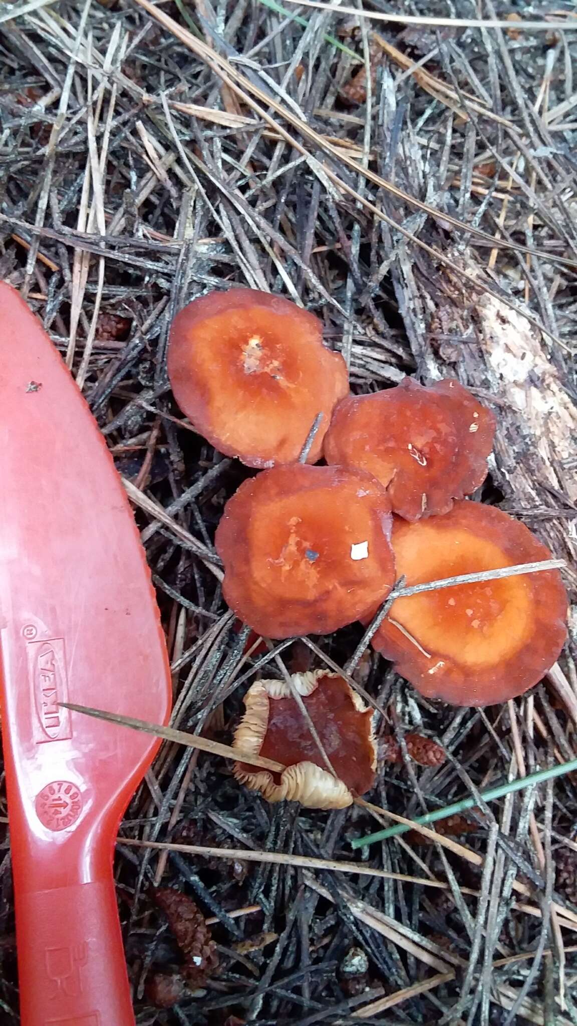 Image of Marasmius elegans (Cleland) Grgur. 1997