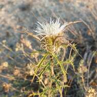 Image of Atractylis humilis L.