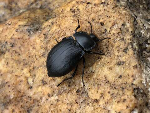 Image of Stenomorpha (Asidopsis) polita (Say 1824)