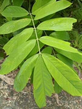 Слика од Millettia pachycarpa Benth.