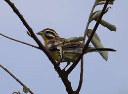 Imagem de Emberiza flaviventris kalaharica Roberts 1932