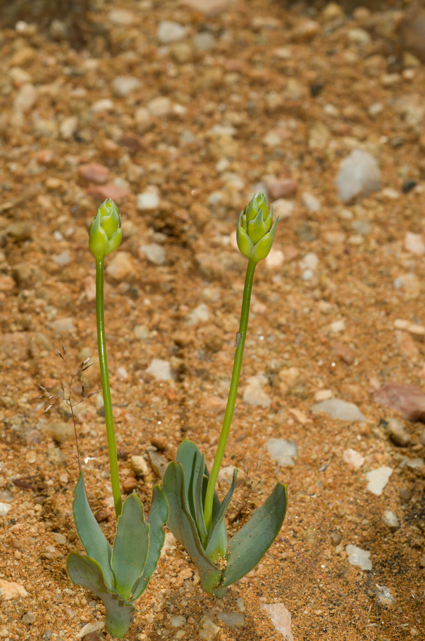 Image of Ornithogalum pruinosum F. M. Leight.