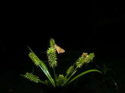 Image of Tamil grass dart