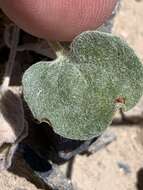 Image of Pahrump Valley buckwheat