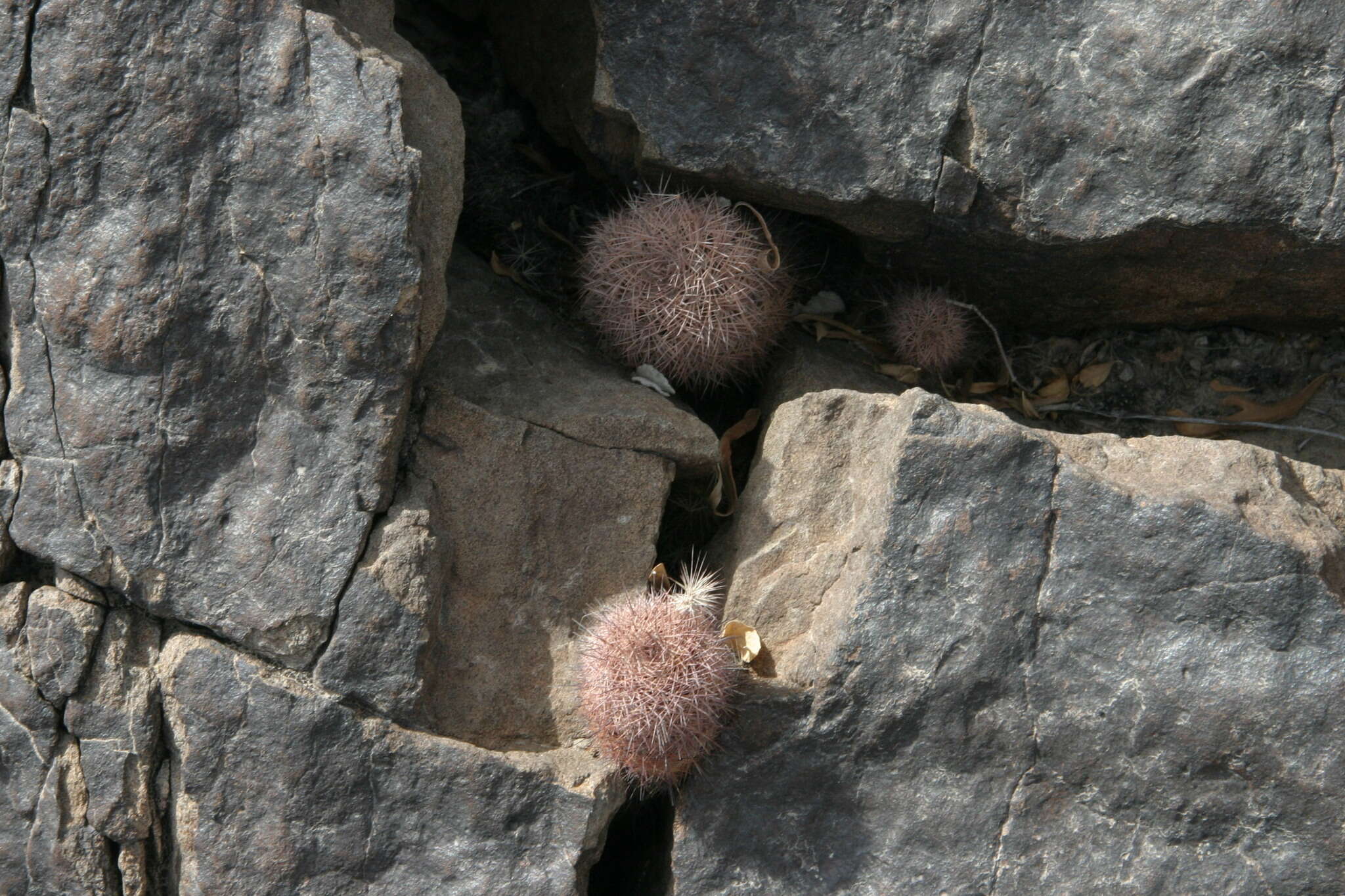 Image of Echinocereus chisosensis subsp. fobeanus (Oehme) N. P. Taylor