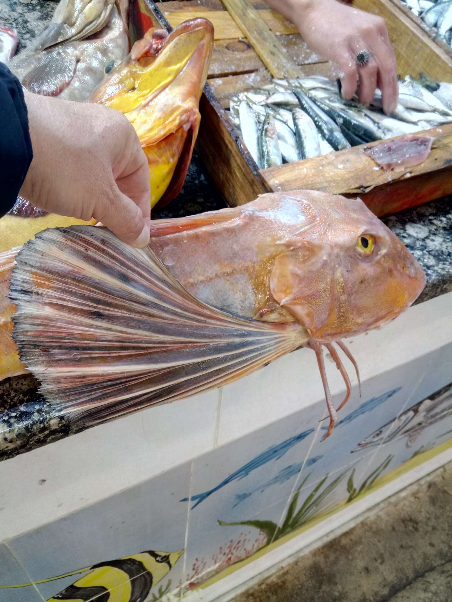 Image of Sapphirine Gurnard