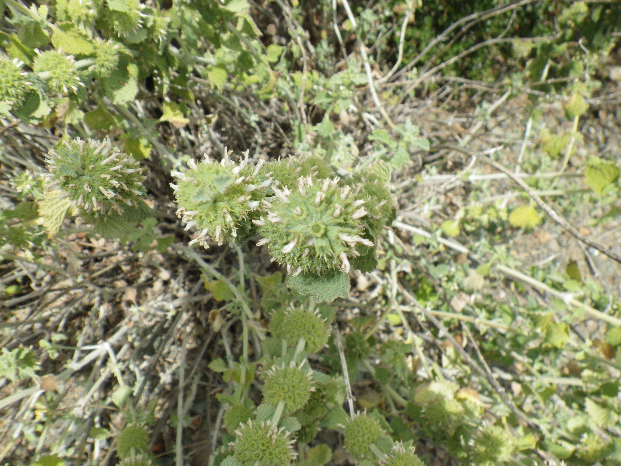 Image of horehound