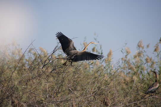 Image of African Darter