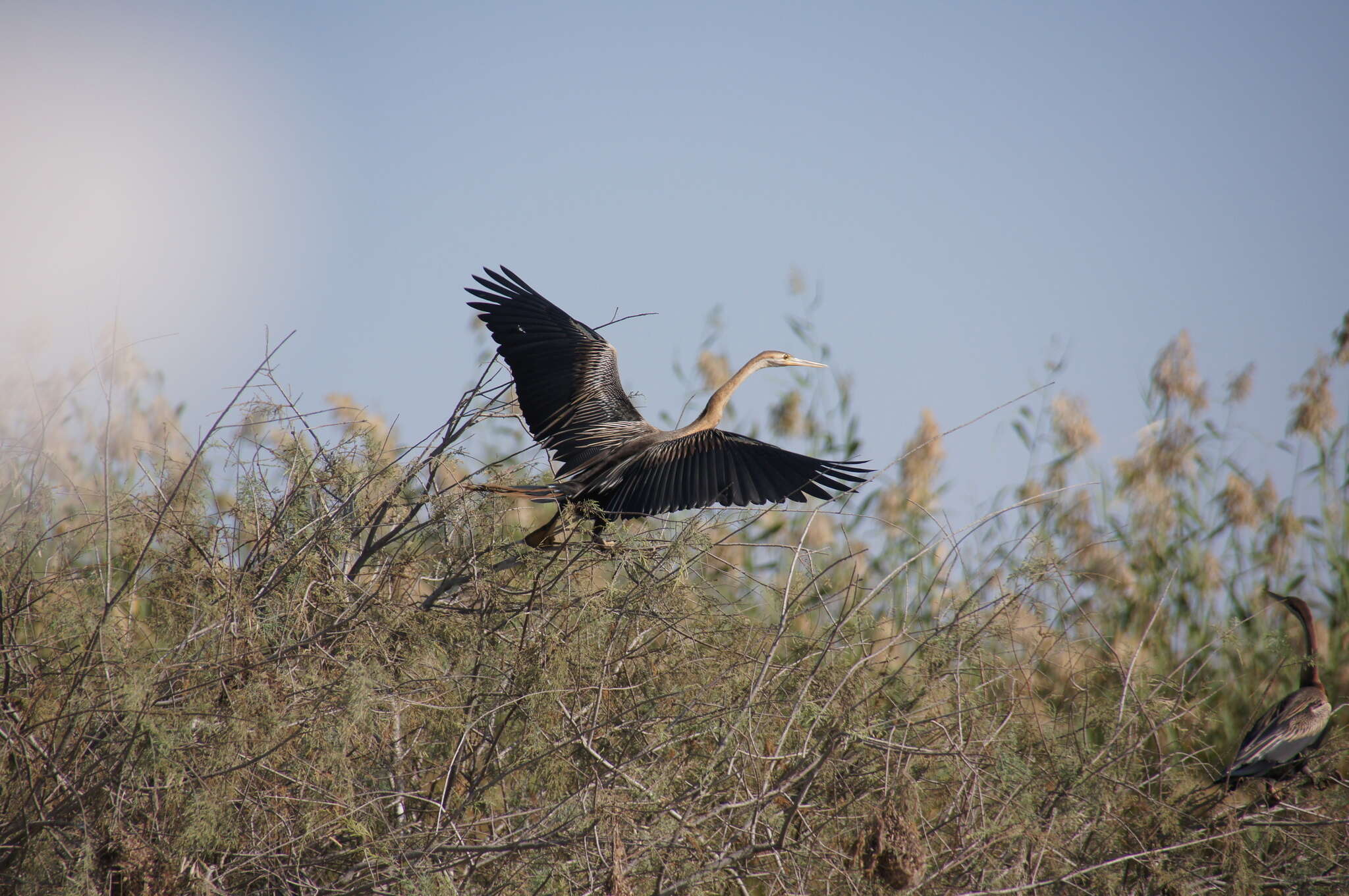 Image of African Darter