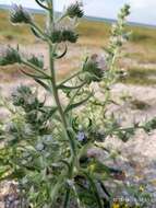 Image of Echium italicum subsp. biebersteinii (Lacaita) Greuter & Burdet