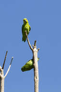 Image of Dusky-billed Parrotlet