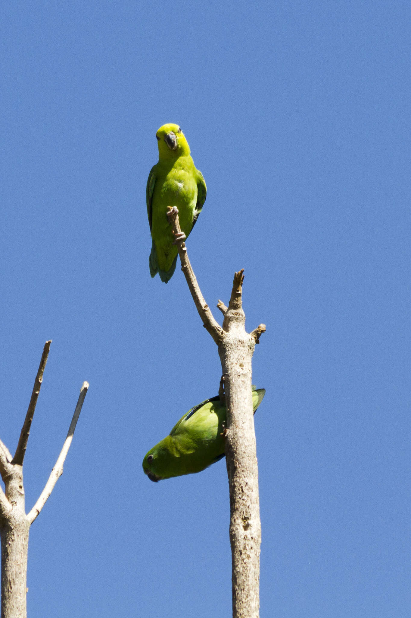 Image of Dusky-billed Parrotlet