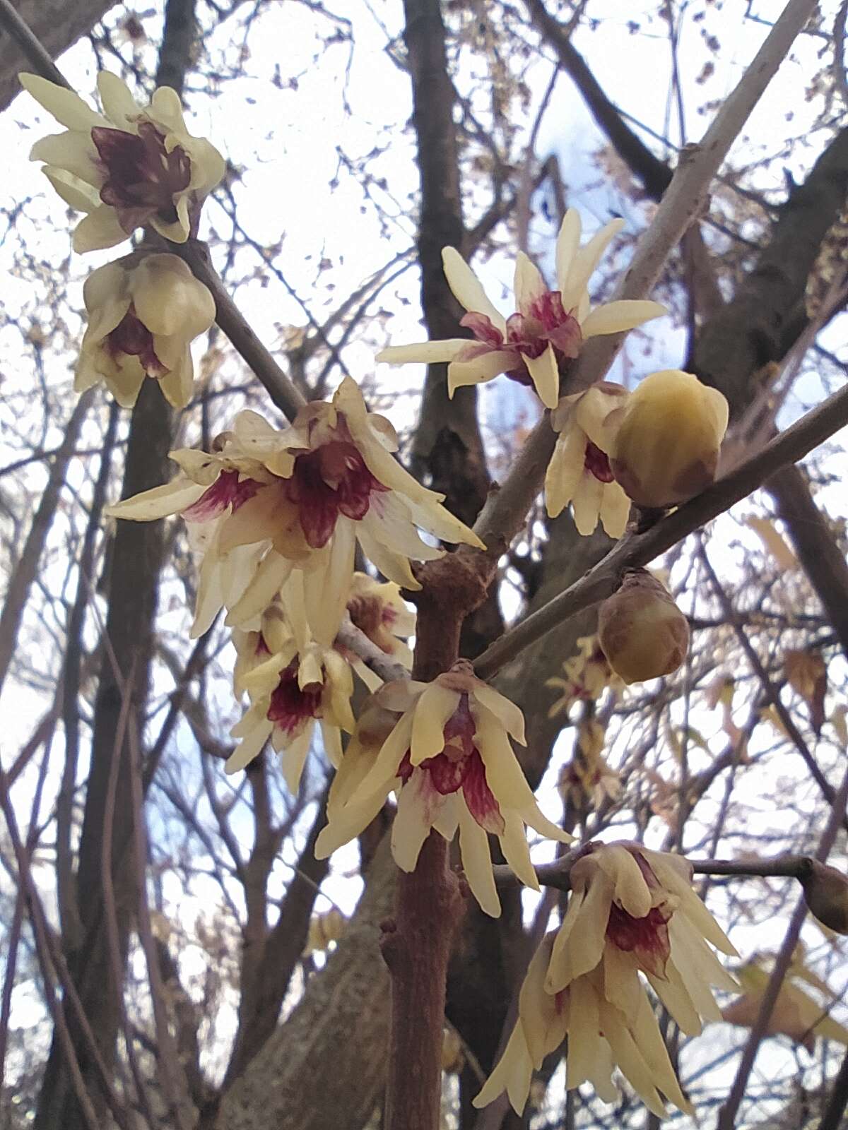 Image of Fragrant Wintersweet