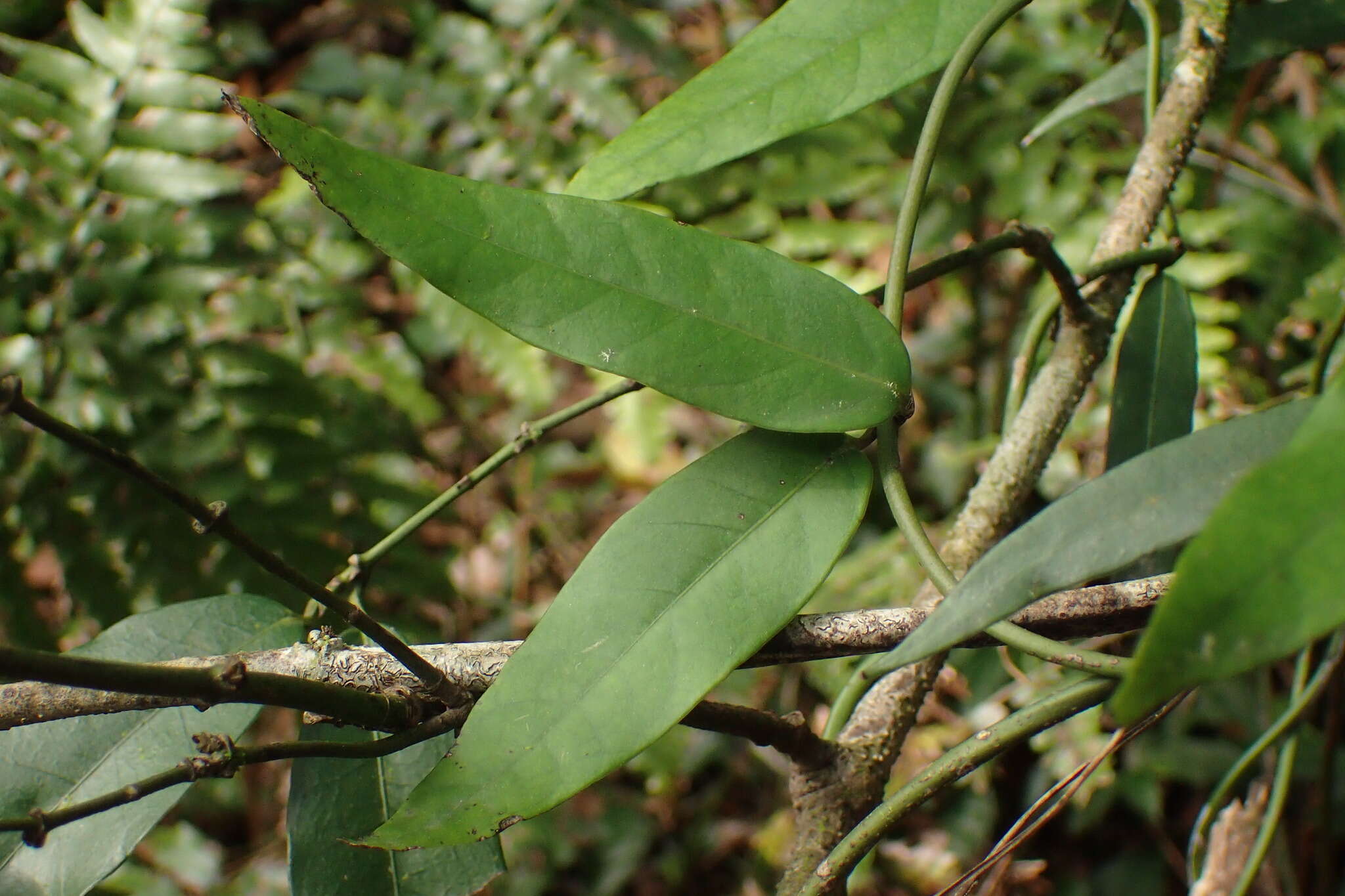 Imagem de Gardneria multiflora Makino