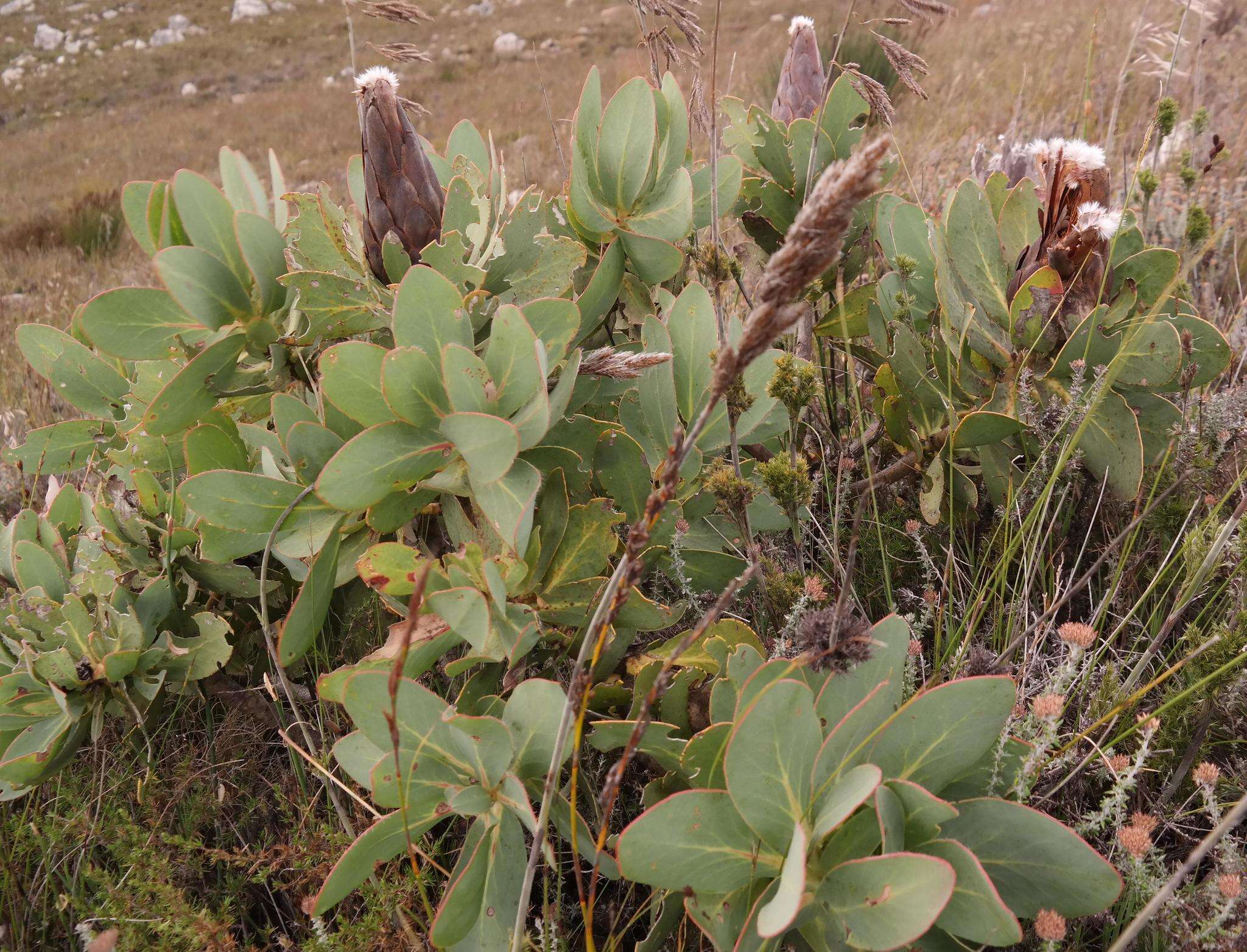 Plancia ëd Protea grandiceps Tratt.