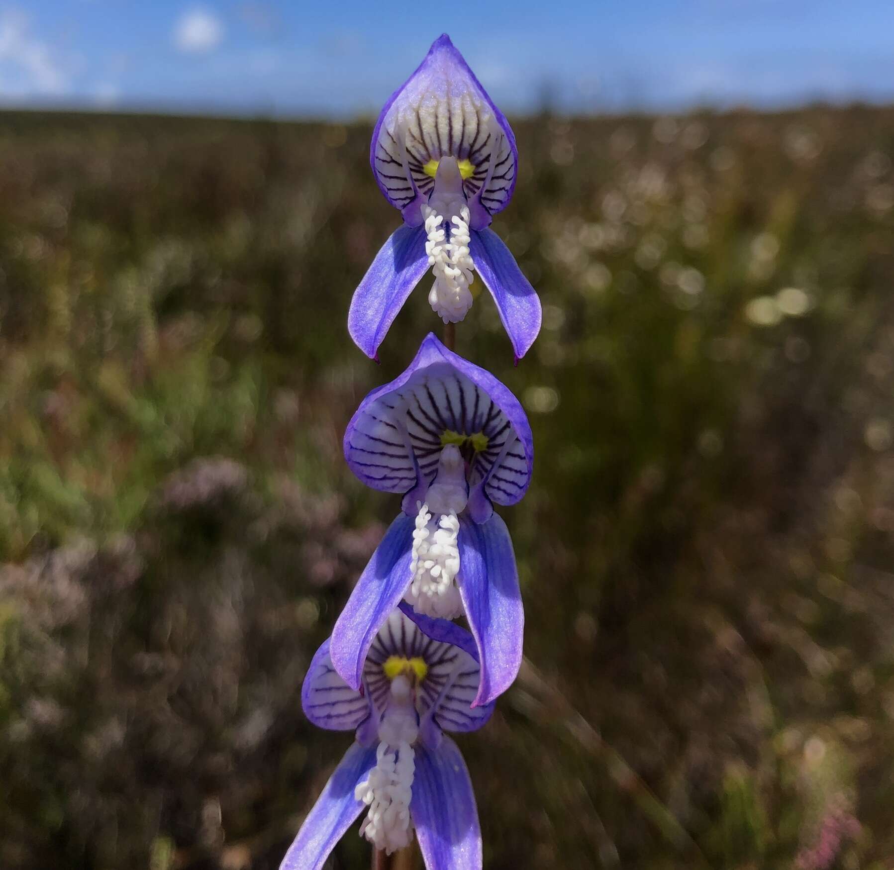 Image de Disa venusta Bolus