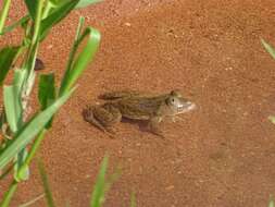 Image of African Groove-crowned Frog