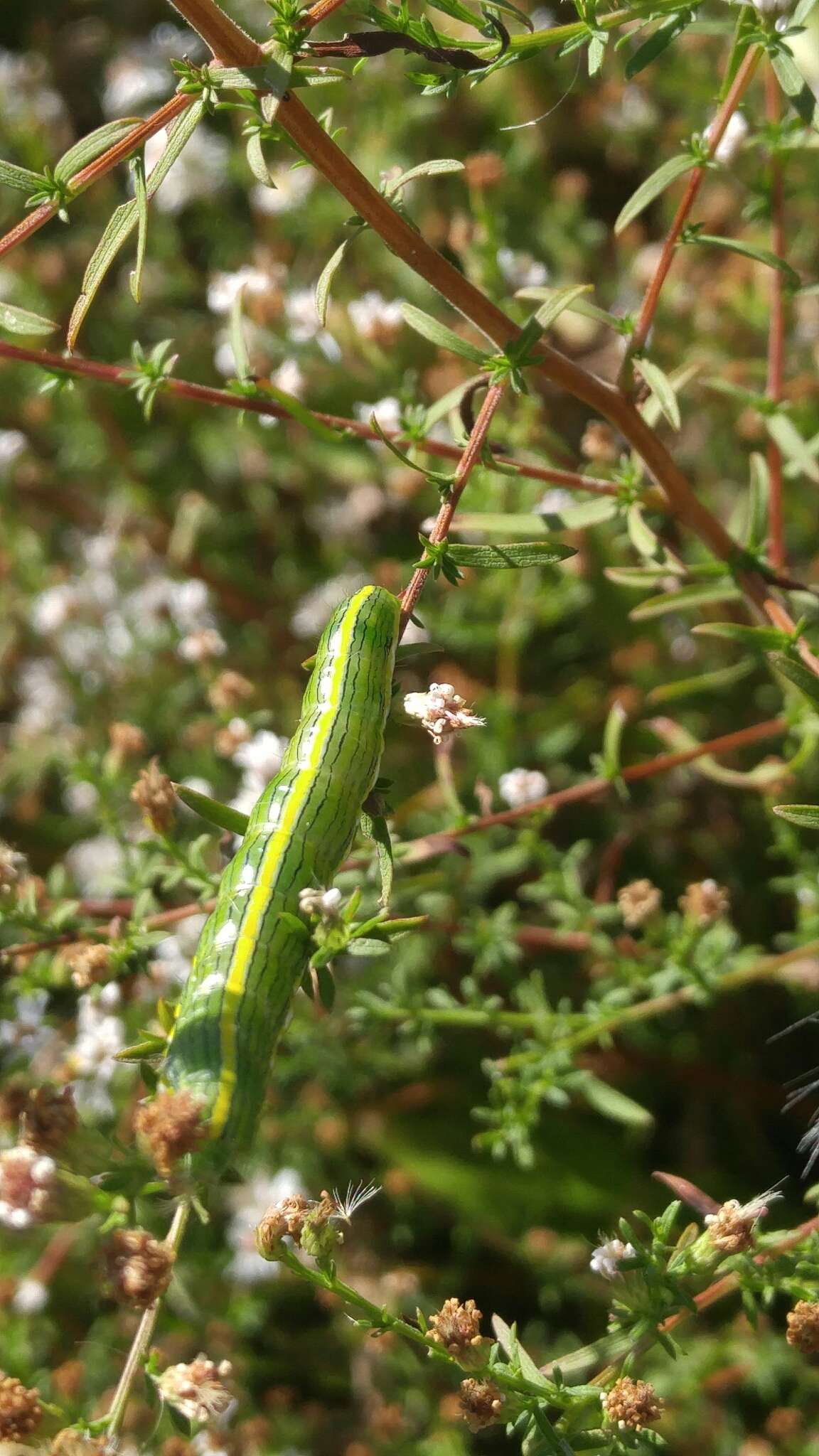 Image of Goldenrod Hooded Owlet