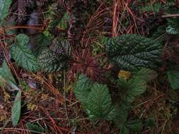 Image of Rubus acanthophyllos Focke